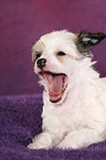 yawning Chinese Crested Dog Powderpuff Puppy