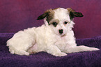 lying Chinese Crested Dog Powderpuff Puppy