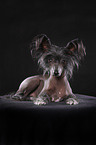 lying Chinese Crested