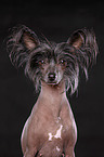 Chinese Crested Portrait