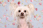 Chinese Crested portrait