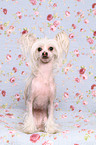 sitting Chinese Crested