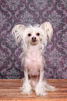 sitting Chinese Crested