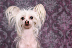 Chinese Crested portrait