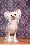 sitting Chinese Crested