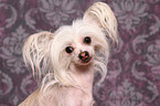 Chinese Crested portrait