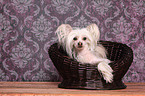 lying Chinese Crested