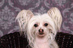 Chinese Crested portrait