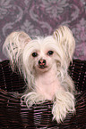 Chinese Crested portrait