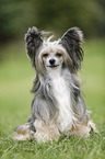 Chinese Crested Powderpuff