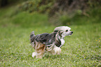 Chinese Crested Powderpuff