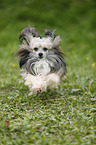 Chinese Crested Powderpuff