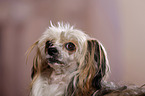 Chinese Crested Powderpuff Portrait