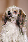 Chinese Crested Powderpuff Portrait