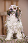 sitting Chinese Crested Powderpuff