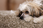 lying Chinese Crested Powderpuff