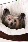 Chinese Crested Dog Powder Puff Portrait