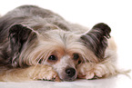 lying Chinese Crested Dog Powder Puff