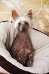 sitting Chinese Crested Dog