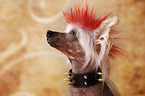 Chinese Crested Dog Portrait