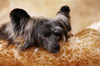 sleeping Chinese Crested Dog Powder Puff