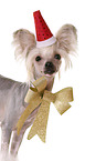 Chinese Crested Dog Portrait