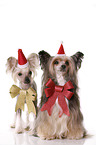 2 Chinese Crested Dogs