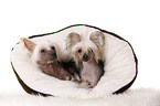 2 Chinese Crested Dogs