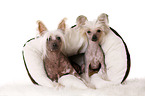 2 Chinese Crested Dogs