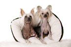 2 Chinese Crested Dogs