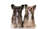 2 Chinese Crested Dogs