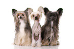 3 Chinese Crested Dogs