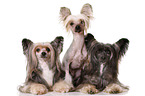 3 Chinese Crested Dogs