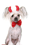 Chinese Crested Dog as devil