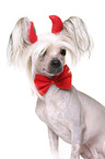 Chinese Crested Dog as devil