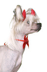 Chinese Crested Dog as devil