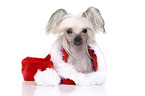 lying Chinese Crested Dog