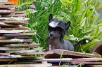 Chinese Crested Dog Puppy