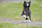 Chinese Crested Dog Puppy