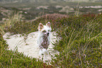 running Chinese Crested Dog