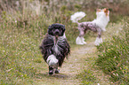 2 Chinese Crested Dogs