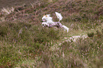 jumping Chinese Crested Dog