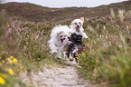 3 Chinese Crested Dogs