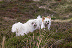 2 Chinese Crested Dogs