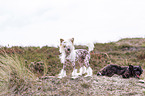 2 Chinese Crested Dogs