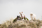 3 Chinese Crested Dogs