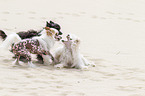 3 Chinese Crested Dogs