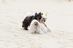 3 Chinese Crested Dogs