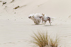 2 Chinese Crested Dogs