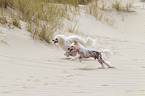 2 Chinese Crested Dogs